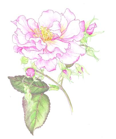 Rose